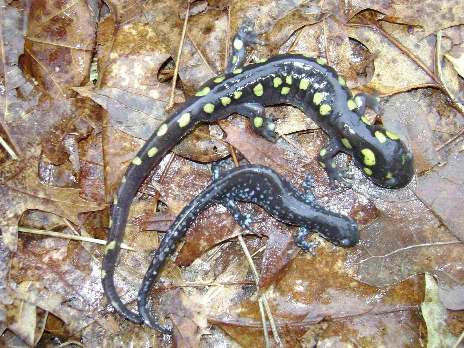 Spotted Mole Salamanderin Habitat.jpg Wallpaper