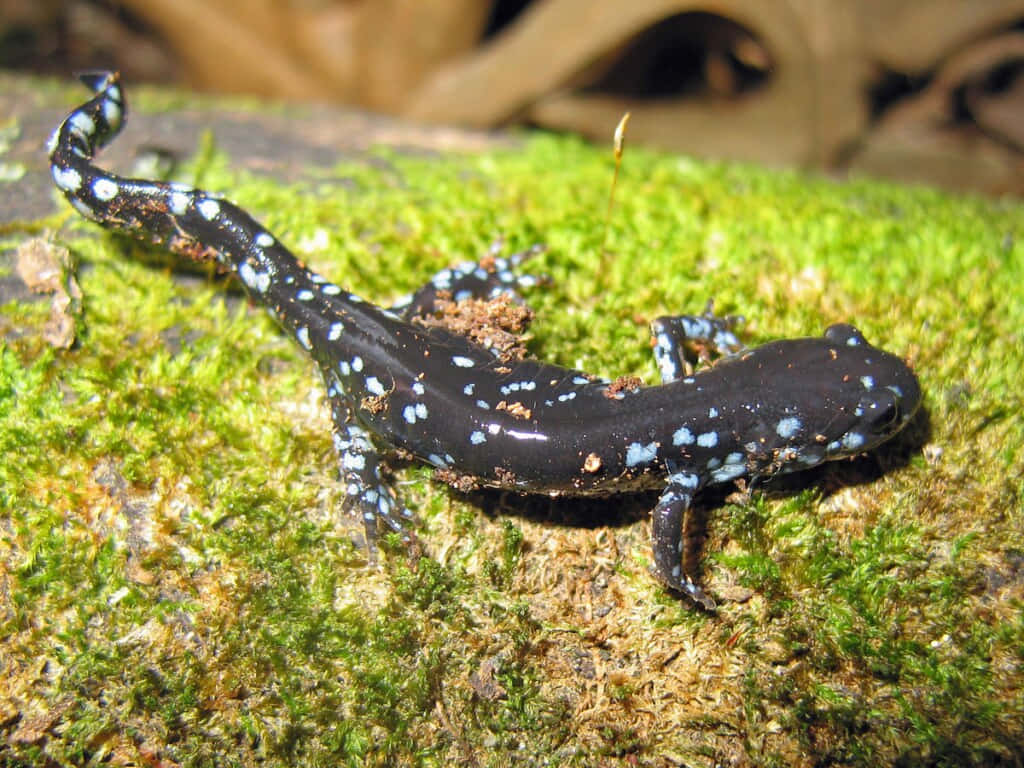 Spotted Mole Salamanderon Moss Wallpaper