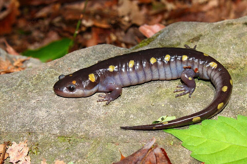 Spotted Mole Salamanderon Rock Wallpaper