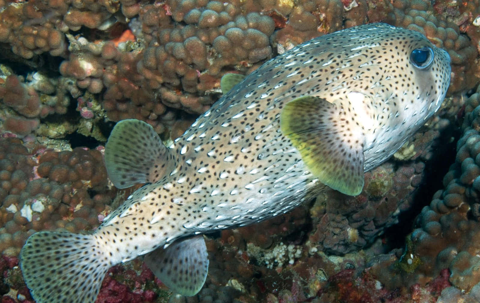 Spotted Porcupinefish Coral Reef Wallpaper