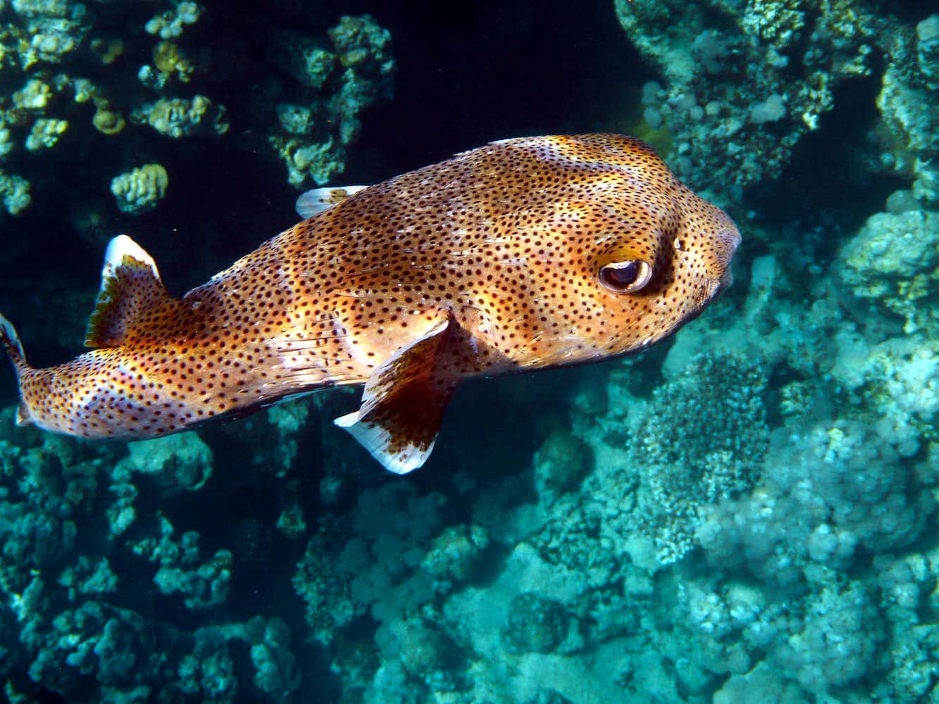 Spotted Porcupinefish Underwater Wallpaper