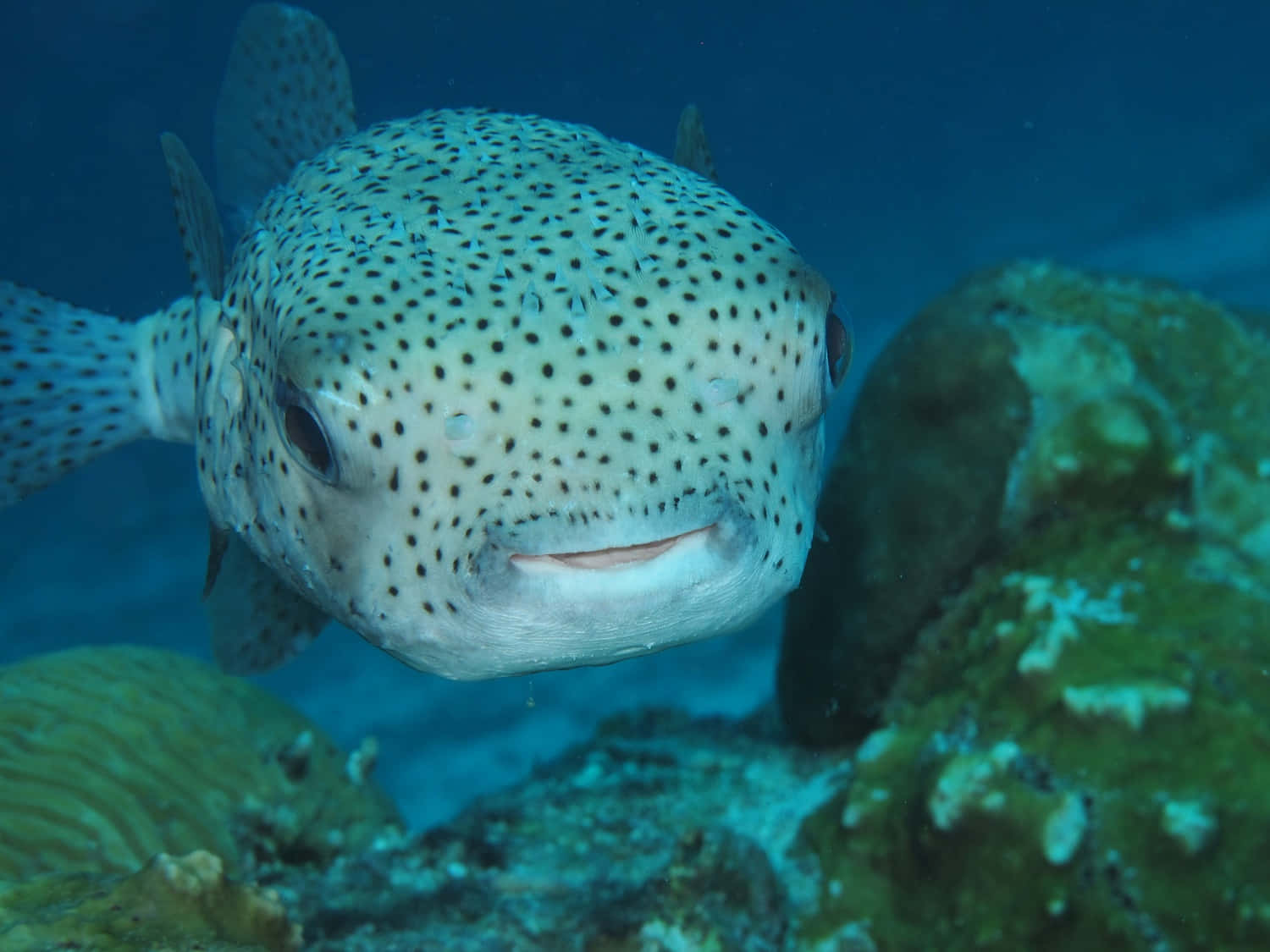 Spotted Porcupinefish Underwater Wallpaper