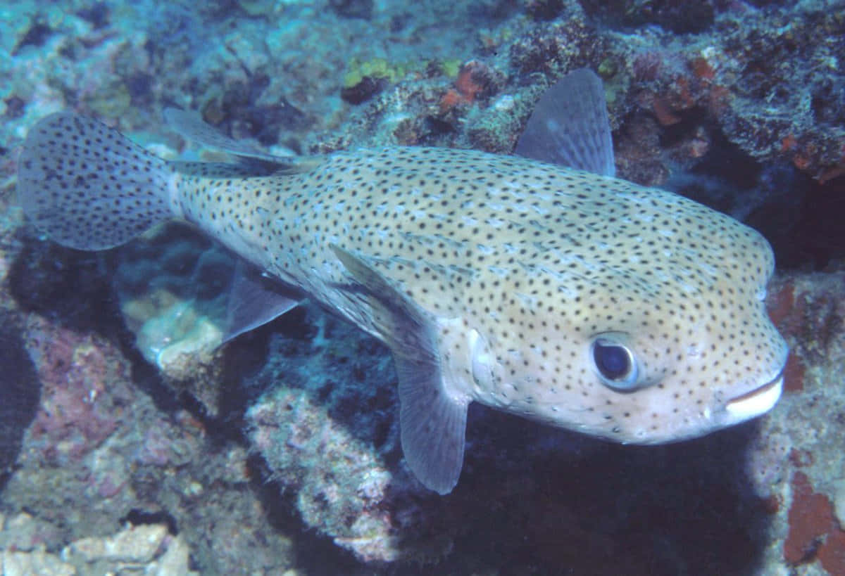 Spotted Porcupinefish Underwater Wallpaper