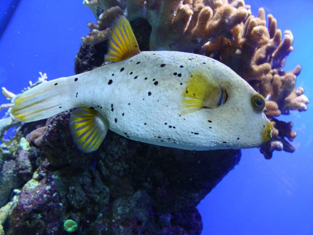 Spotted Pufferfish Aquarium Wallpaper