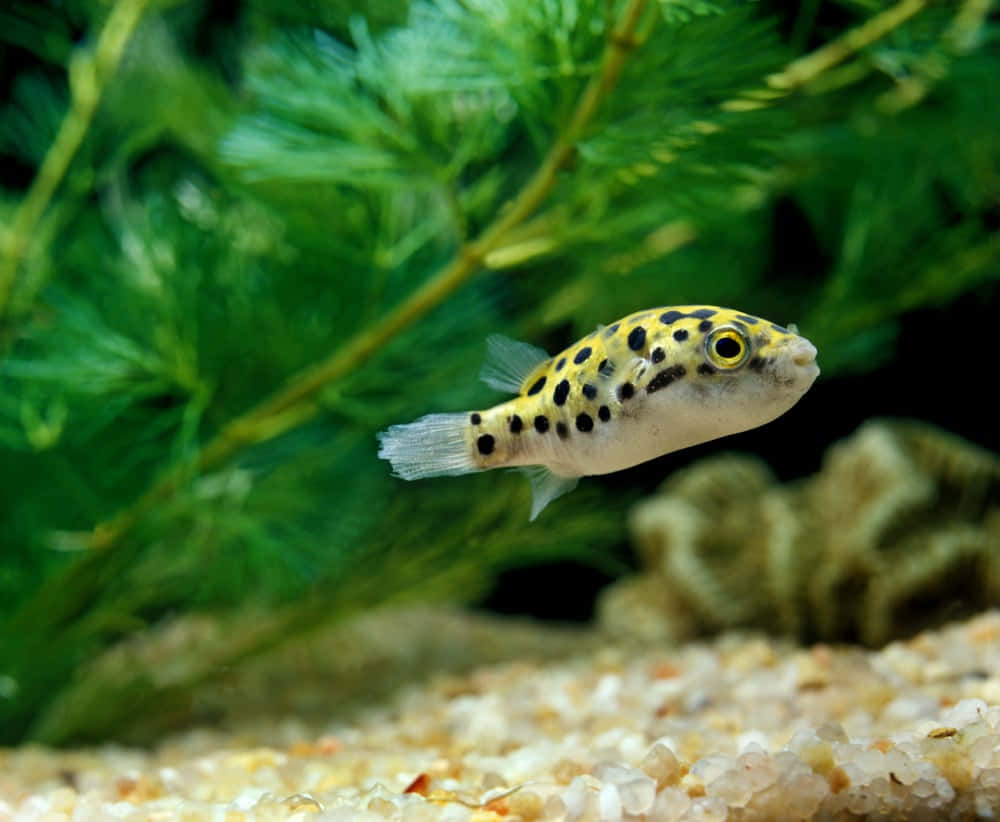 Spotted Pufferfish Aquarium Wallpaper