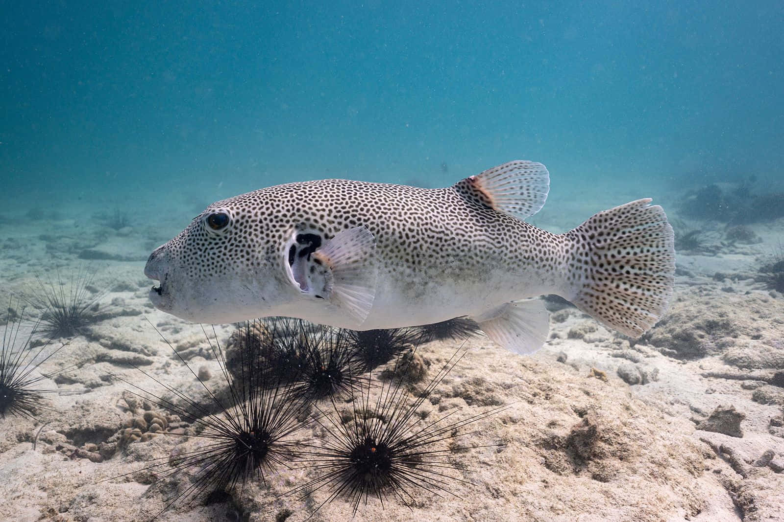 Spotted Pufferfish Swimming Underwater.jpg Wallpaper