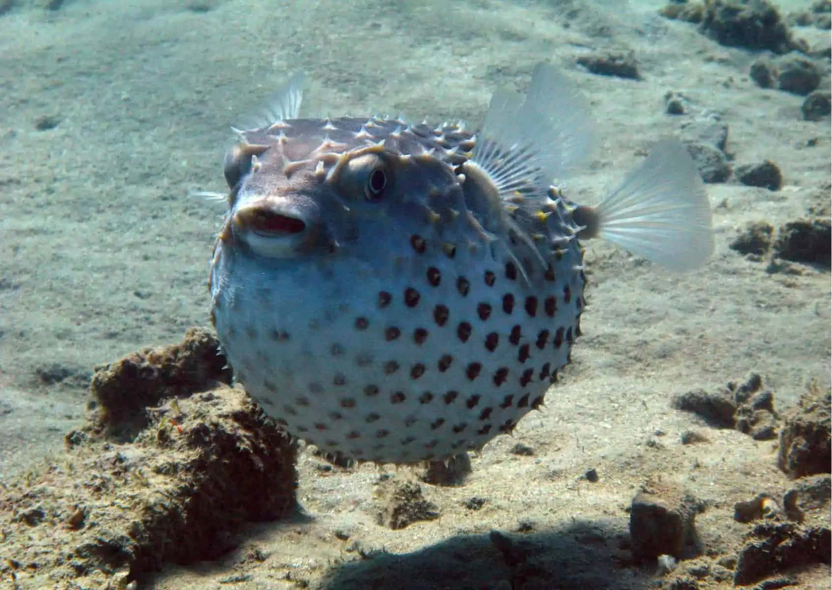 Spotted Pufferfish Underwater Wallpaper