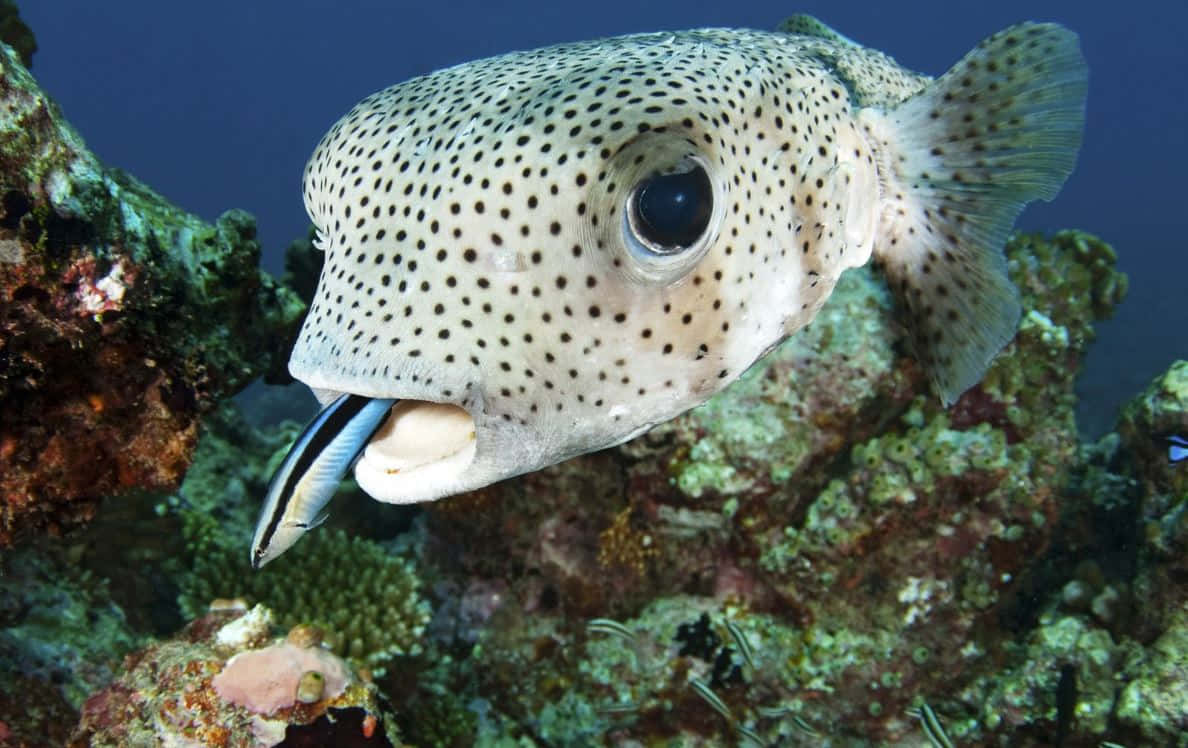 Spotted Pufferfish Underwater Wallpaper