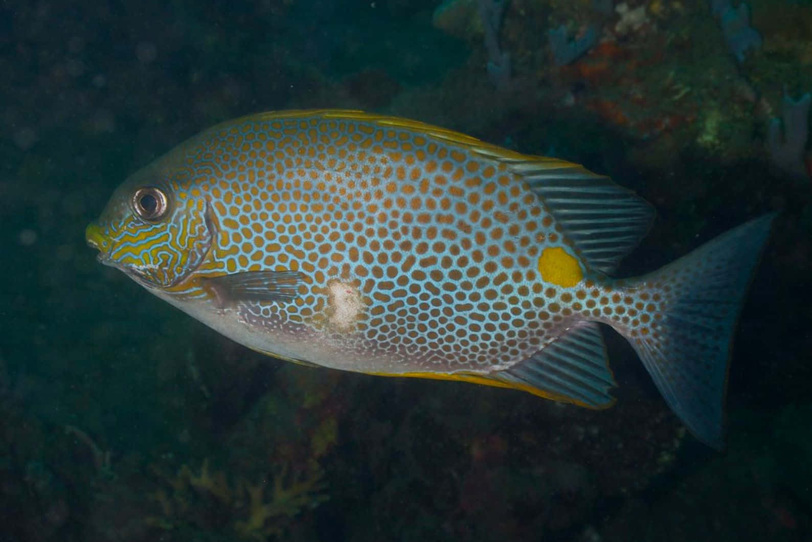 Spotted Rabbitfish Underwater Wallpaper