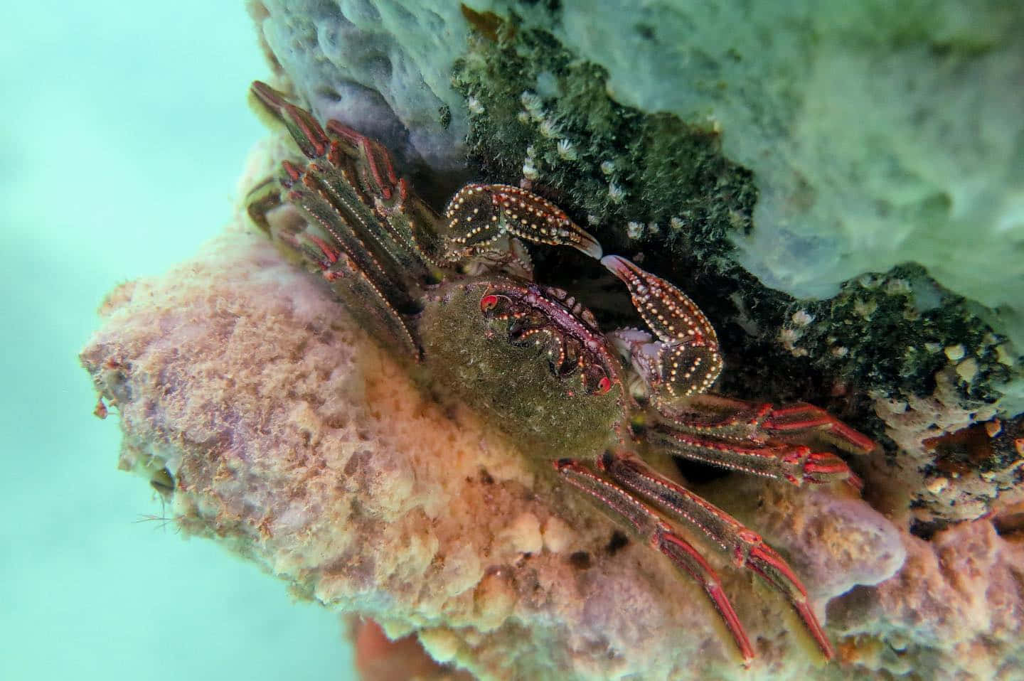 Spotted Rock Crab Underwater Wallpaper