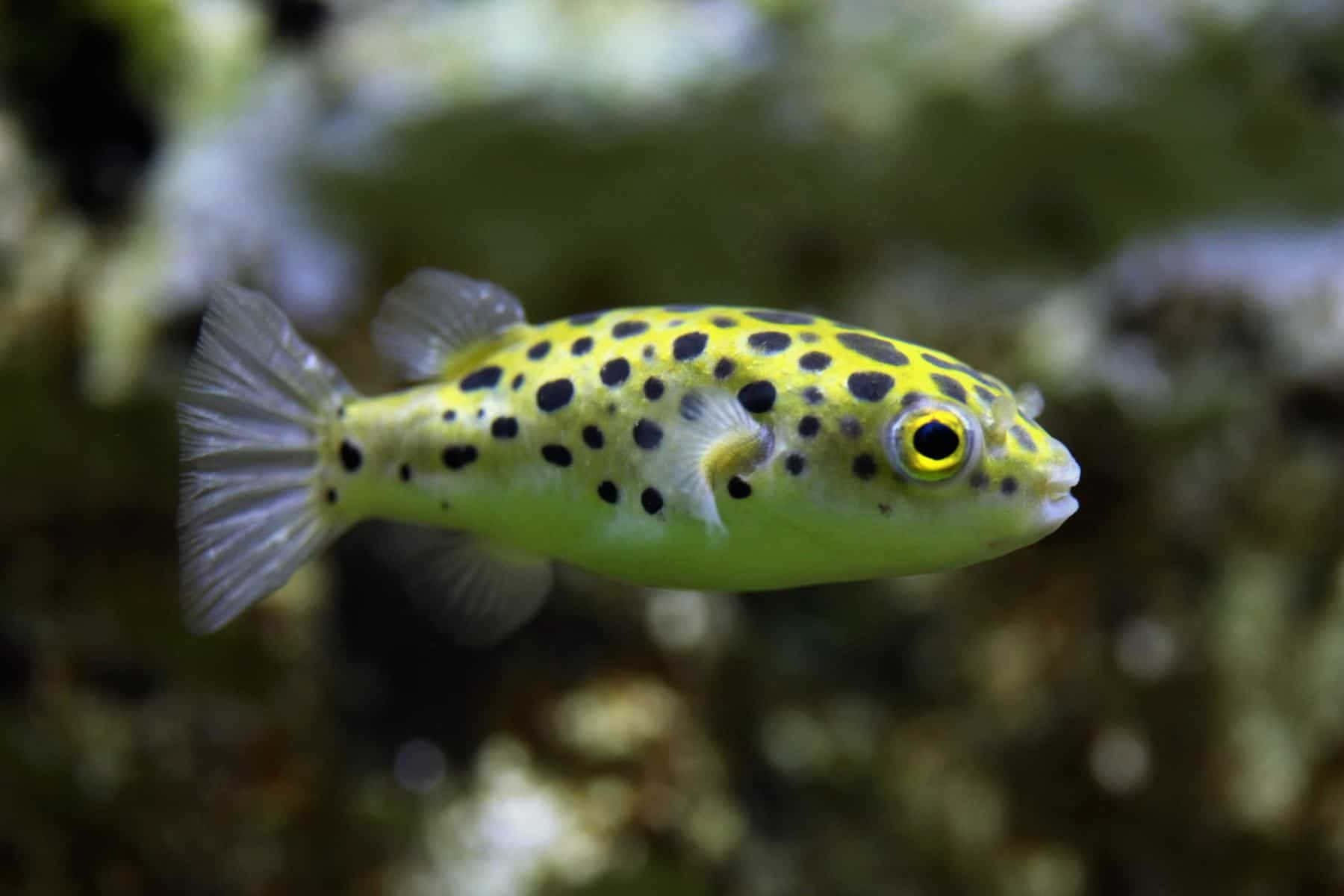 Spotted Yellow Pufferfish Swimming Wallpaper