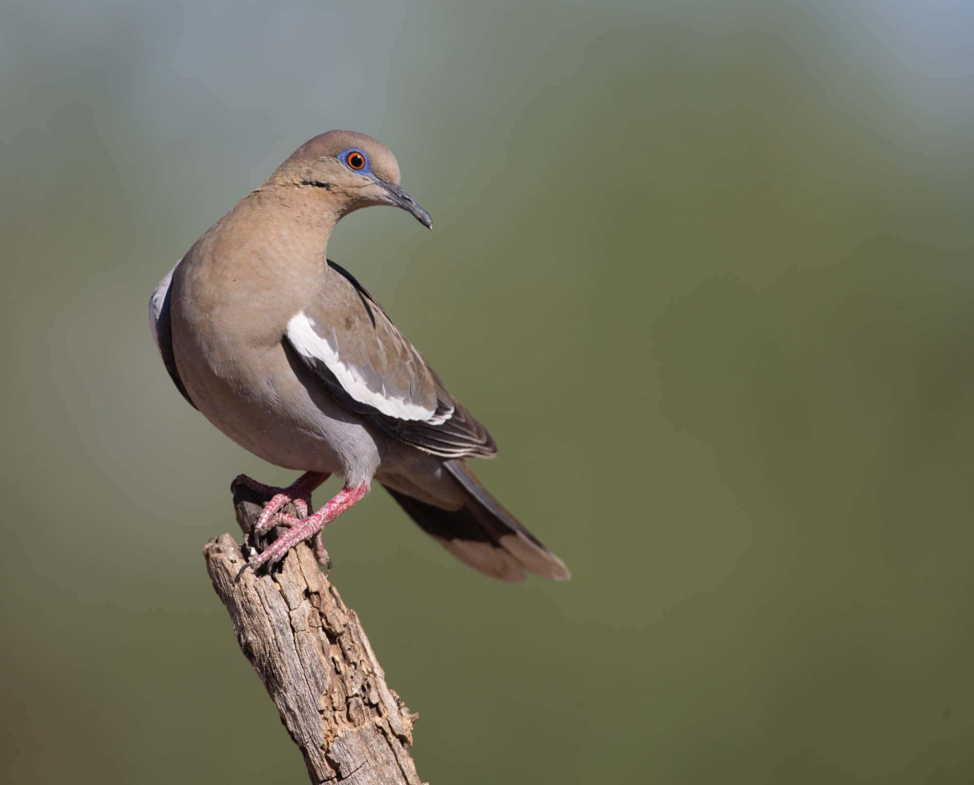 Spread Your Wings With Dove Wallpaper