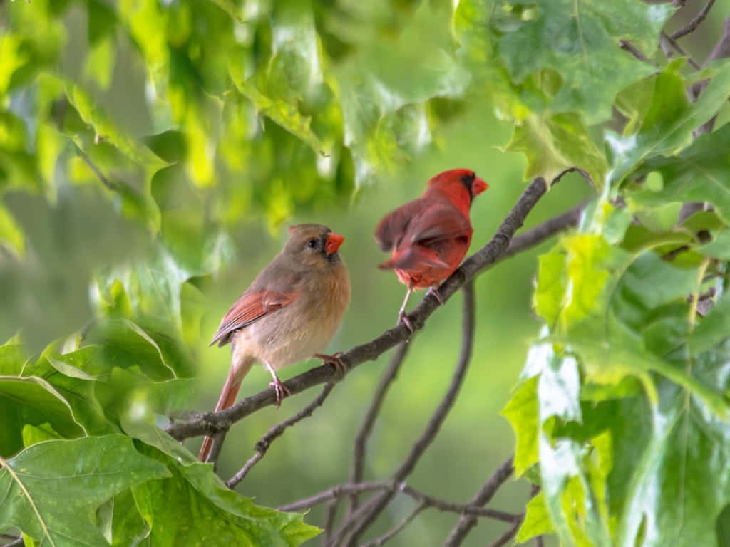 Spring Bird Singing On A Blooming Branch Wallpaper