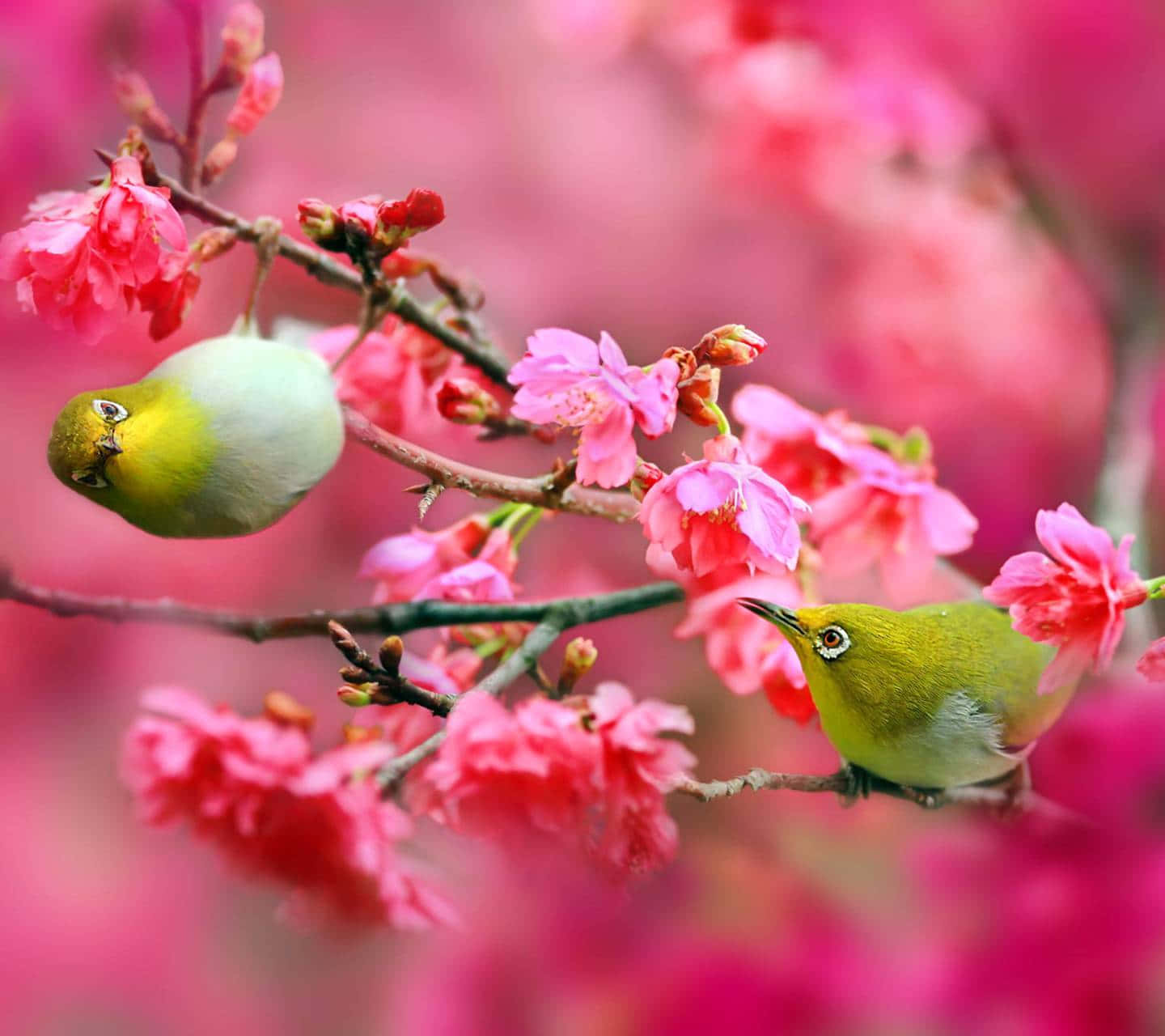 Spring Birds Chirping On The Blossoming Branch Wallpaper