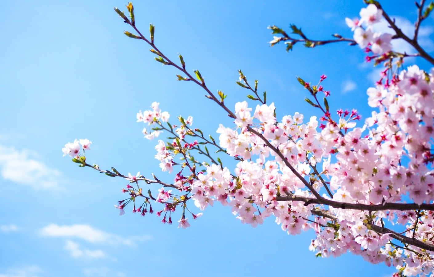 Spring Bloom Landscape Wallpaper