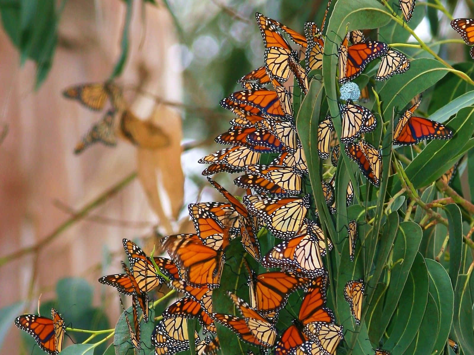 Spring Butterflies Soaring Among Flowers Wallpaper