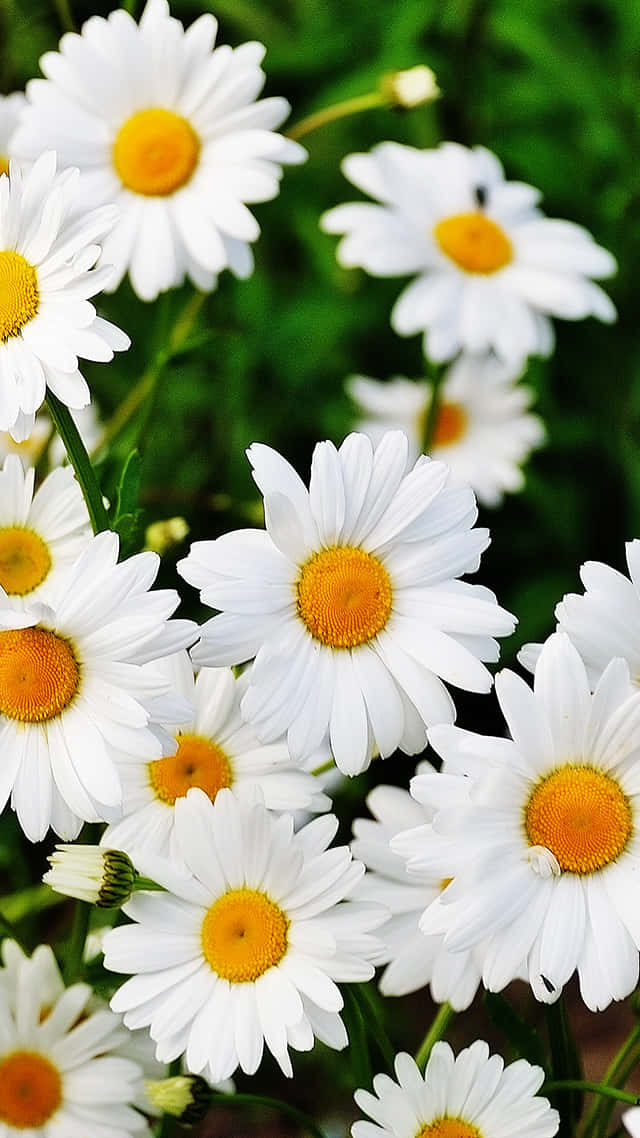 Spring Daisy Iphone Wallpaper Wallpaper