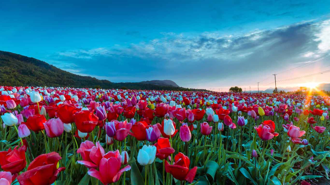 Spring Fields Landscape Wallpaper