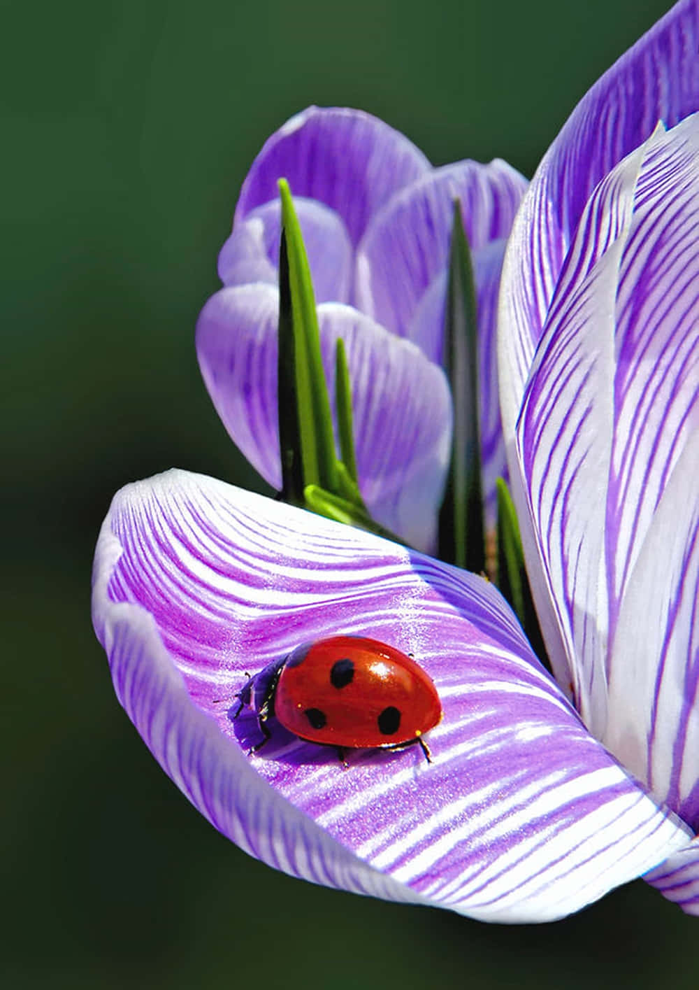 Spring Ladybugs On A Fresh Green Leaf Wallpaper