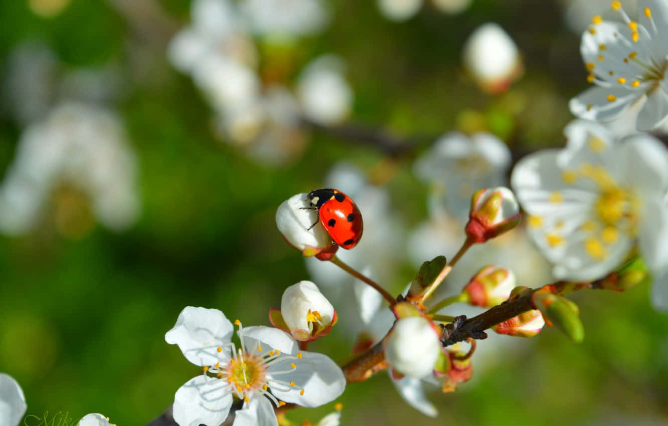 Spring Ladybugs On A Leaf Wallpaper