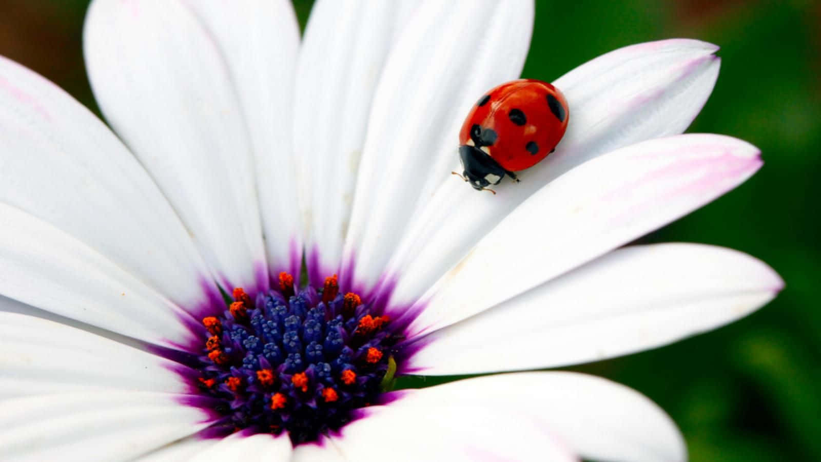 Spring Ladybugs On Fresh Green Leaves Wallpaper