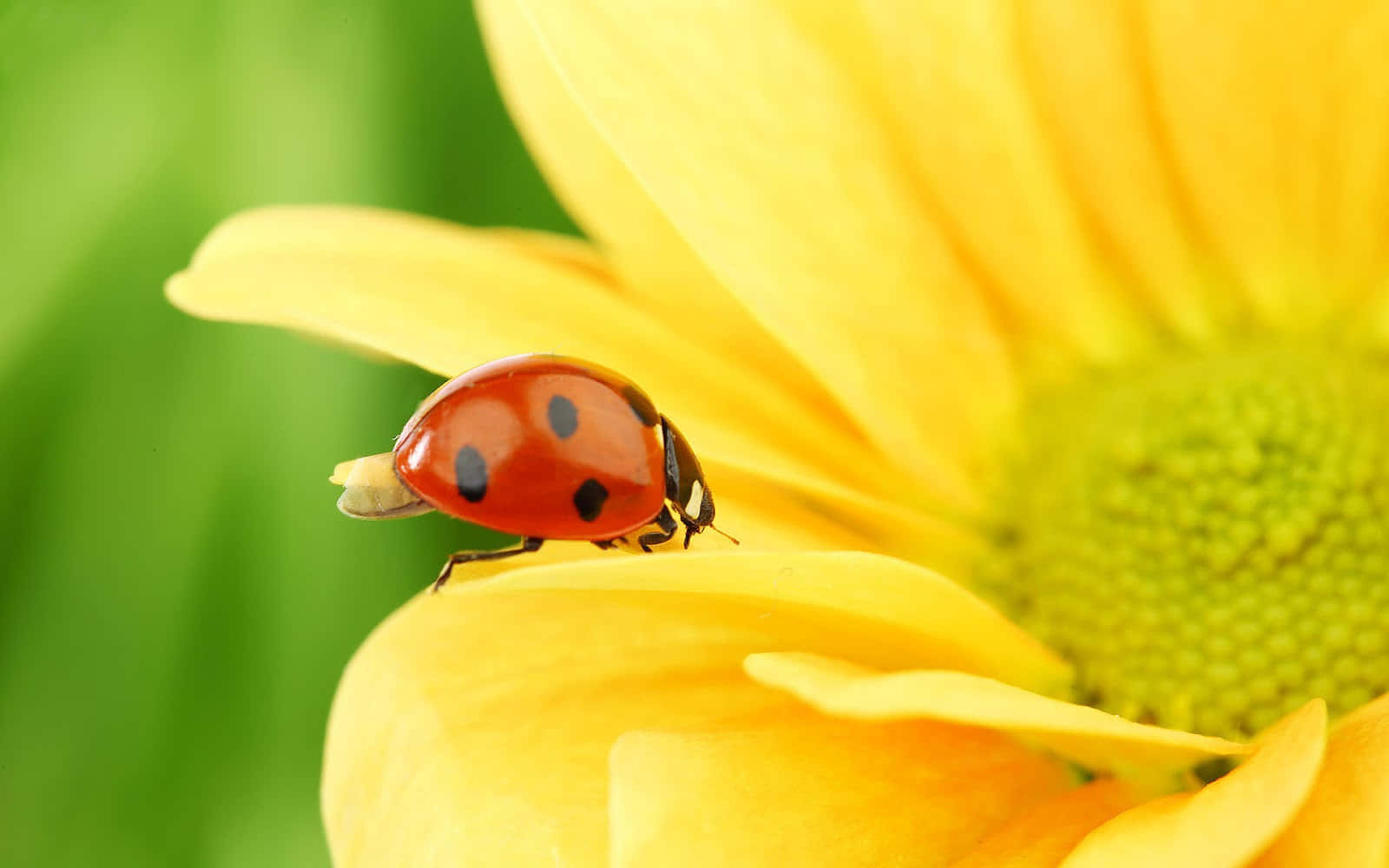 Spring Ladybugs On Green Leaves Wallpaper