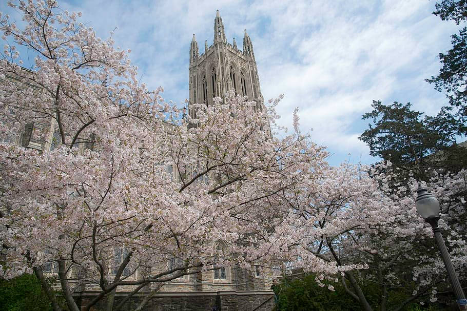 Spring Time At Duke Chapel In Durham, North Carolina Wallpaper