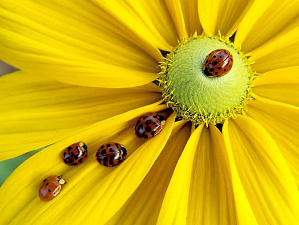 Spring Time Ladybugs On Flowers Wallpaper