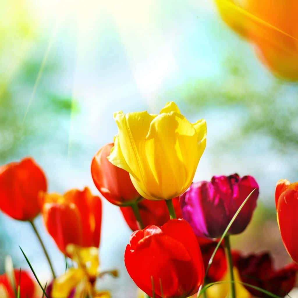 Spring Tulips Ipad Wallpaper