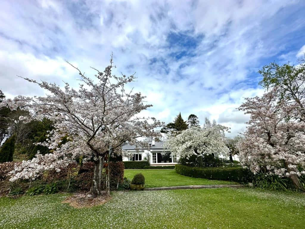 Springtime Blossoms Invercargill Residence Wallpaper