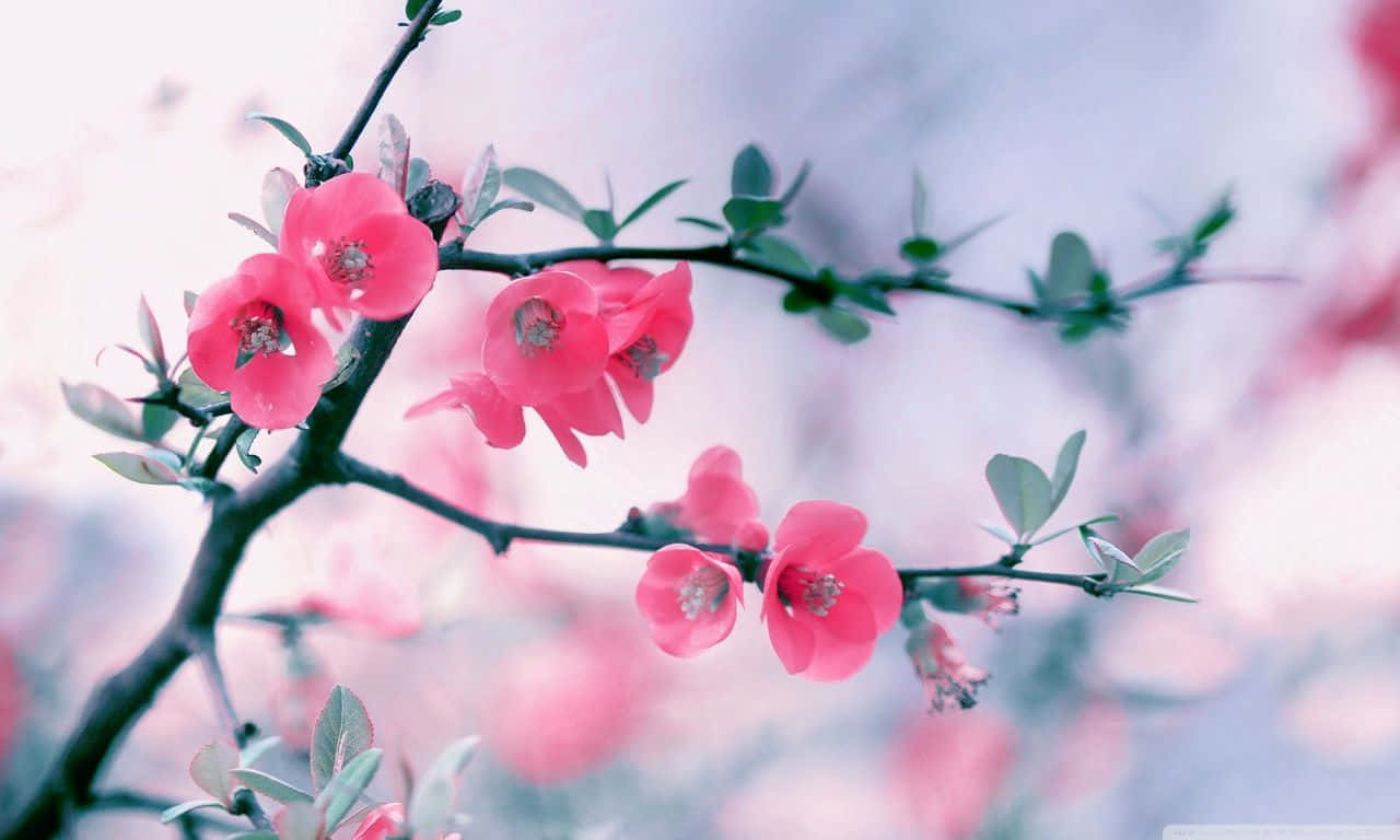 Springtime Floral Elegance.jpg Wallpaper