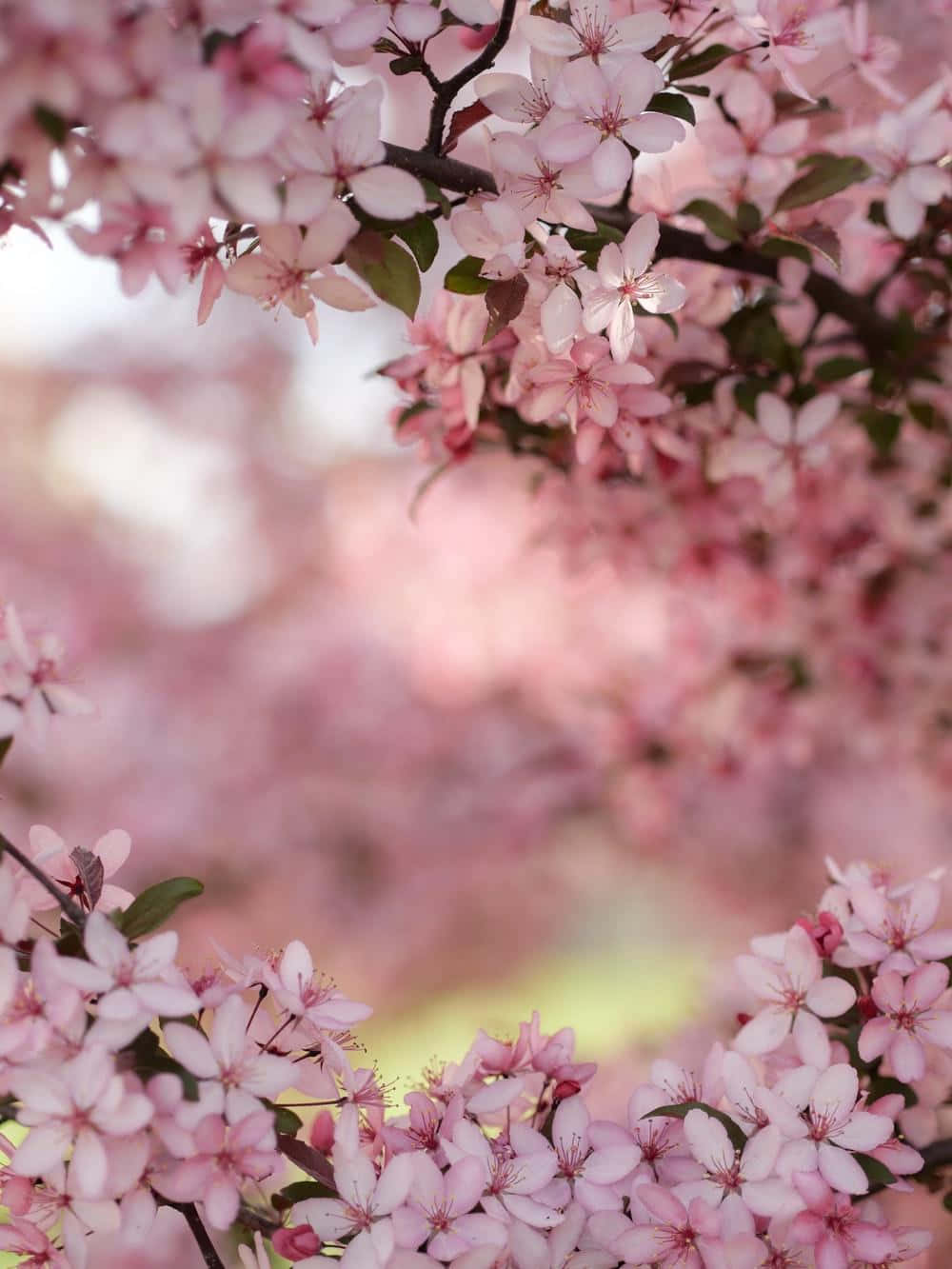 Springtime Serenity With Blooming Trees Wallpaper