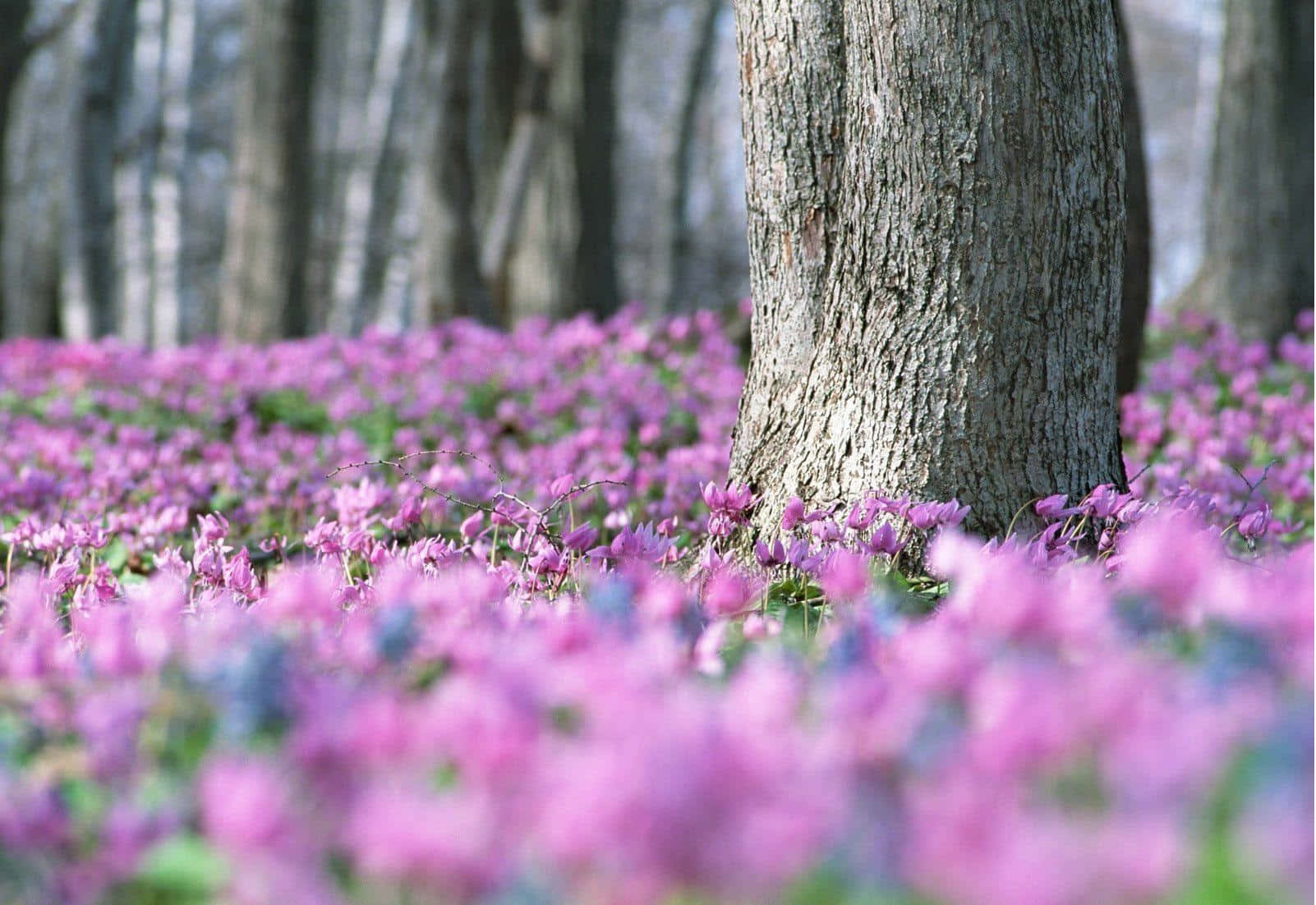 Springtime Wildflower Bloom Forest Wallpaper