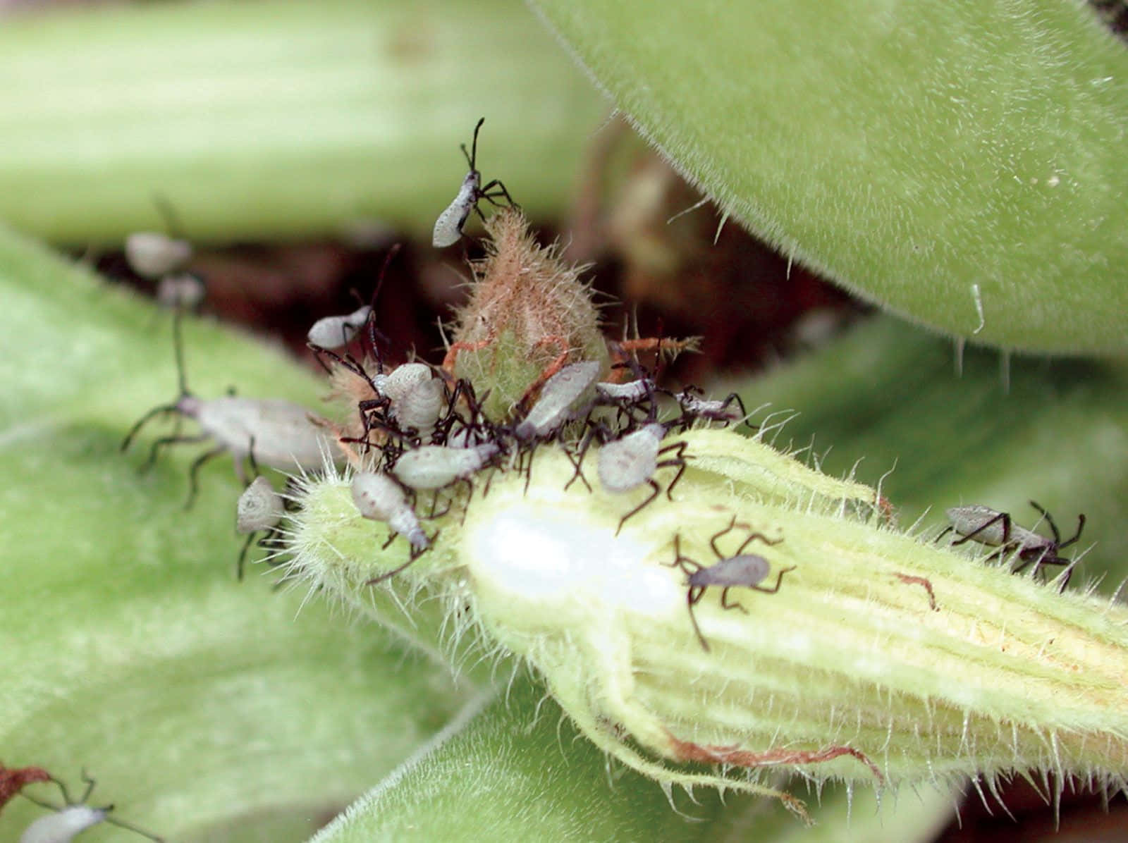 Squash Bug Infestationon Plant Wallpaper