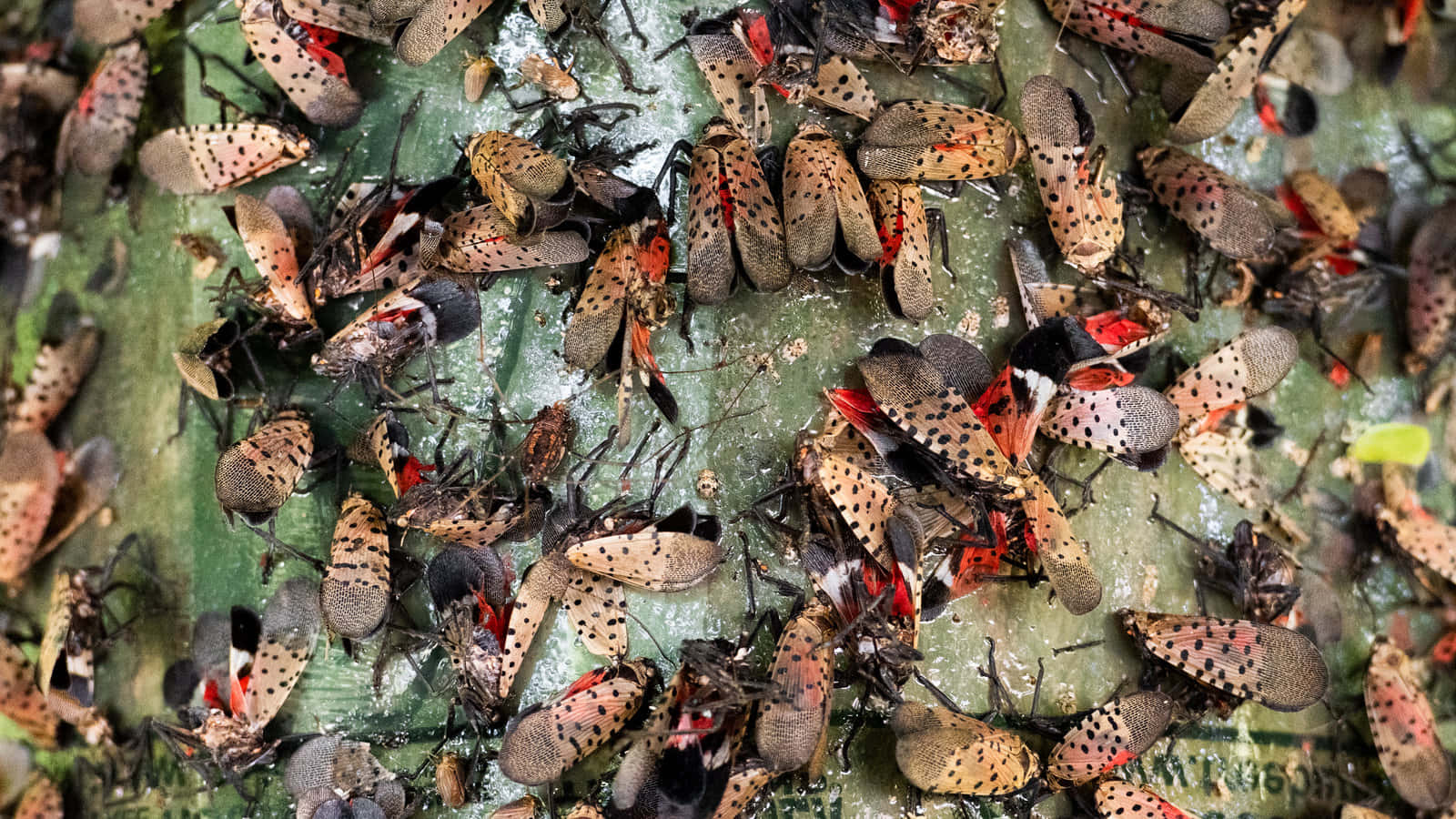 Squash Bug Infestationon Plant Wallpaper