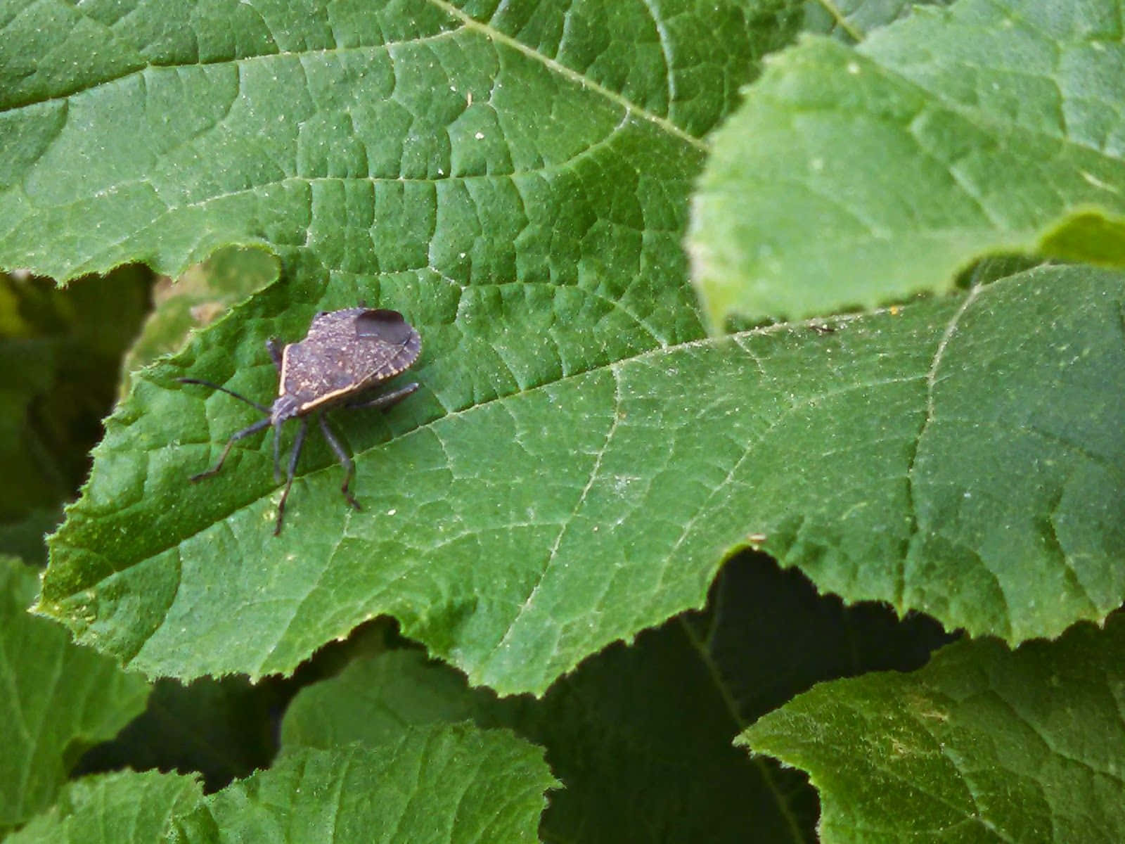 Squash Bugon Green Leaf.jpg Wallpaper