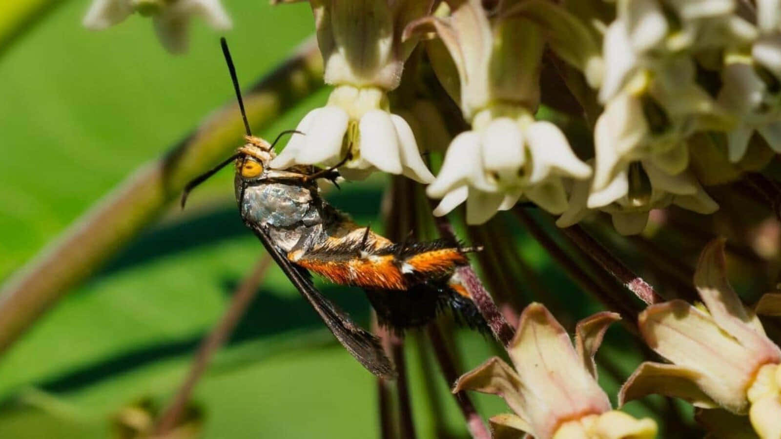 Squash Bugon Milkweed Wallpaper