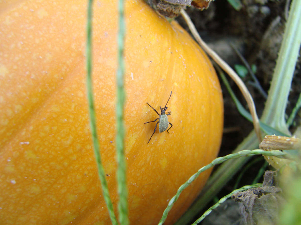 Squash Bugon Pumpkin Wallpaper