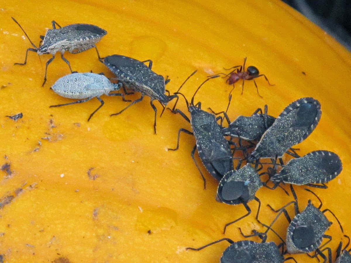 Squash Bugs Gathering On Yellow Surface Wallpaper