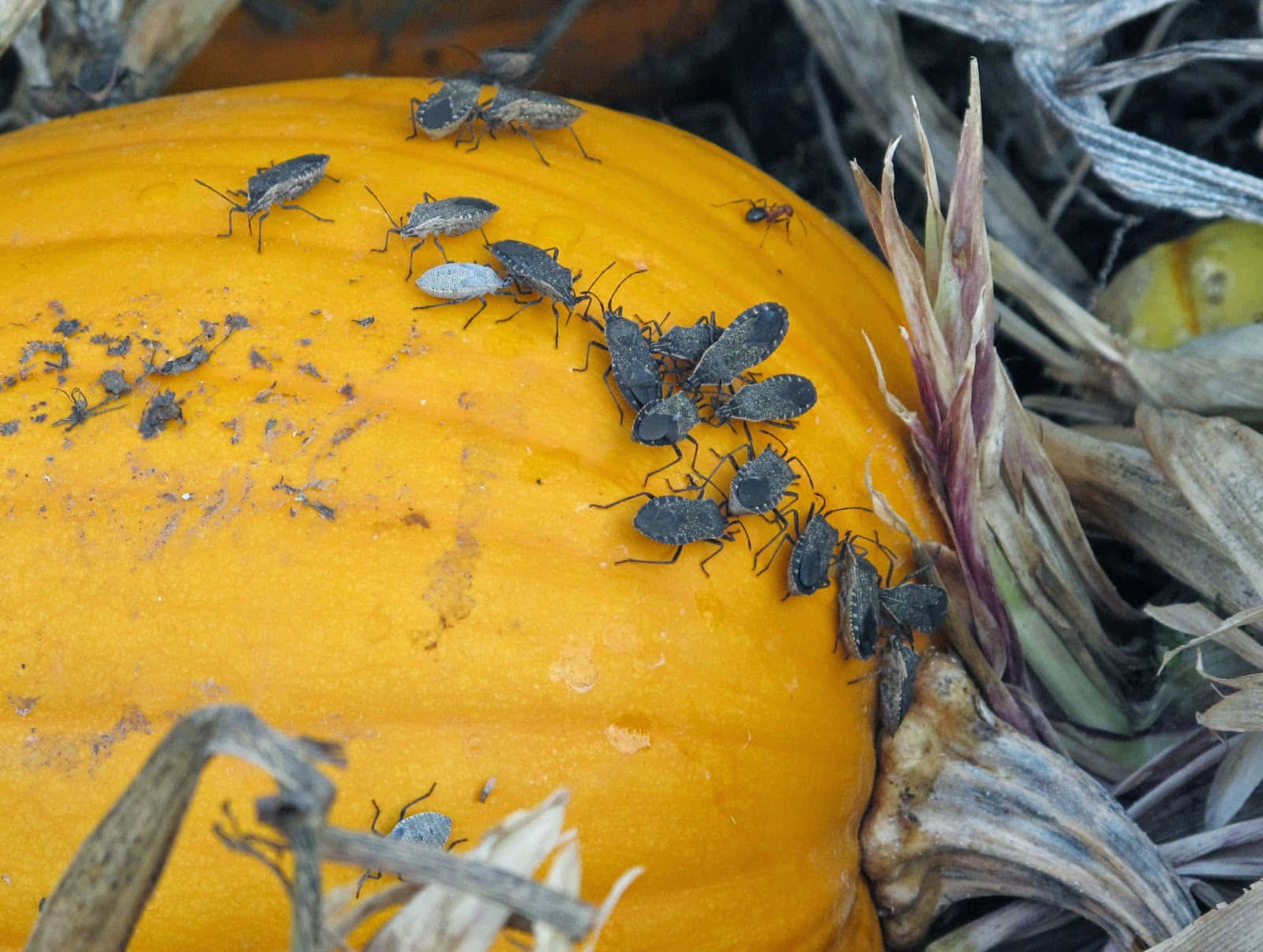 Squash Bugs Infestationon Pumpkin Wallpaper