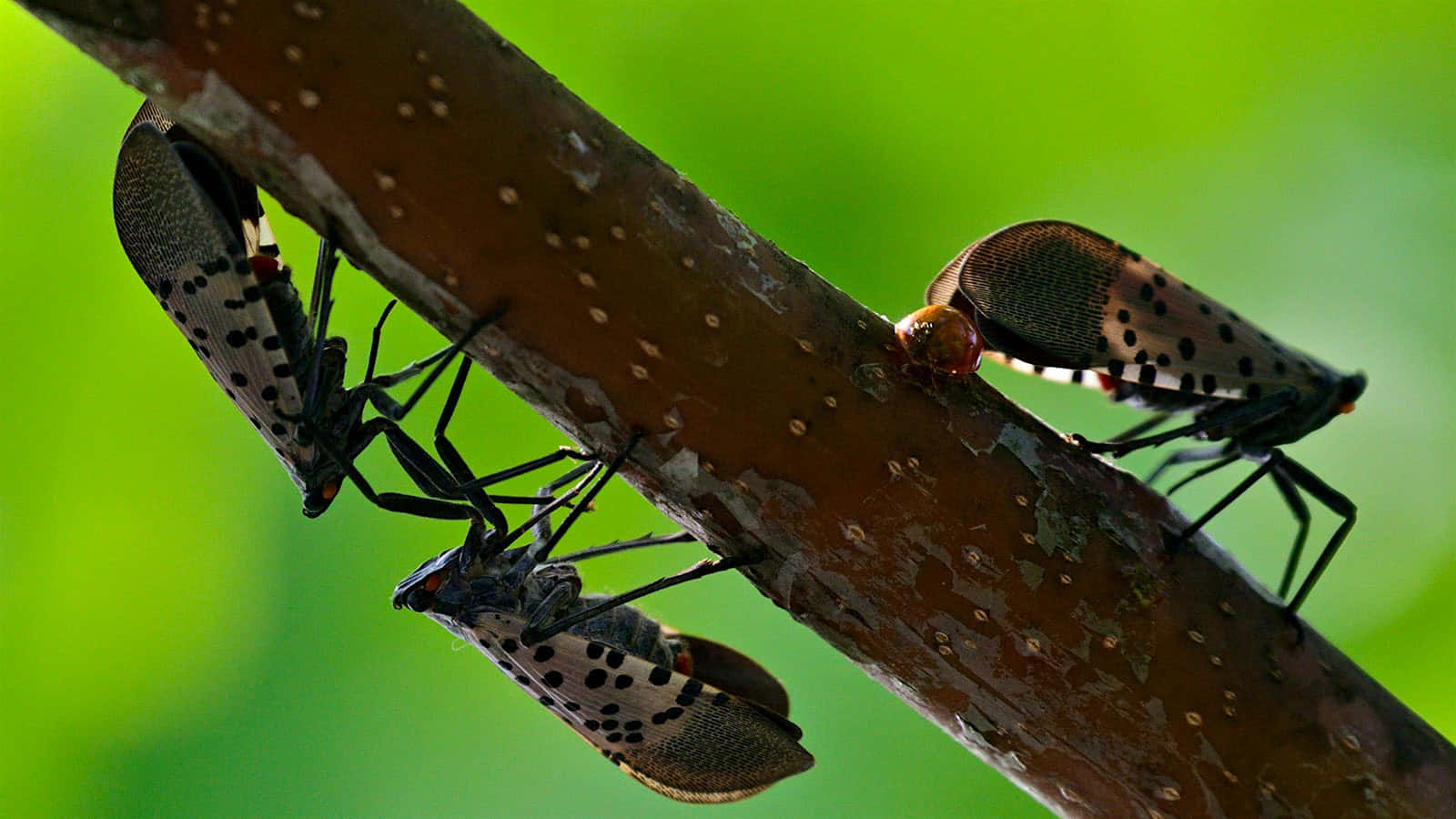 Squash Bugson Branch Wallpaper