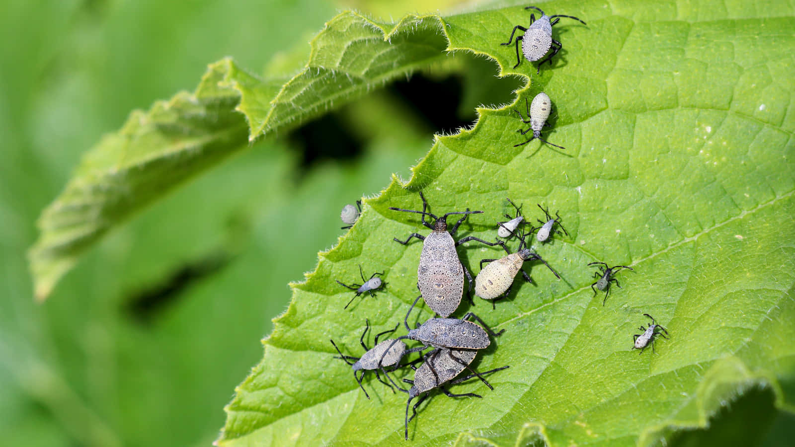 Squash Bugson Leaf Wallpaper