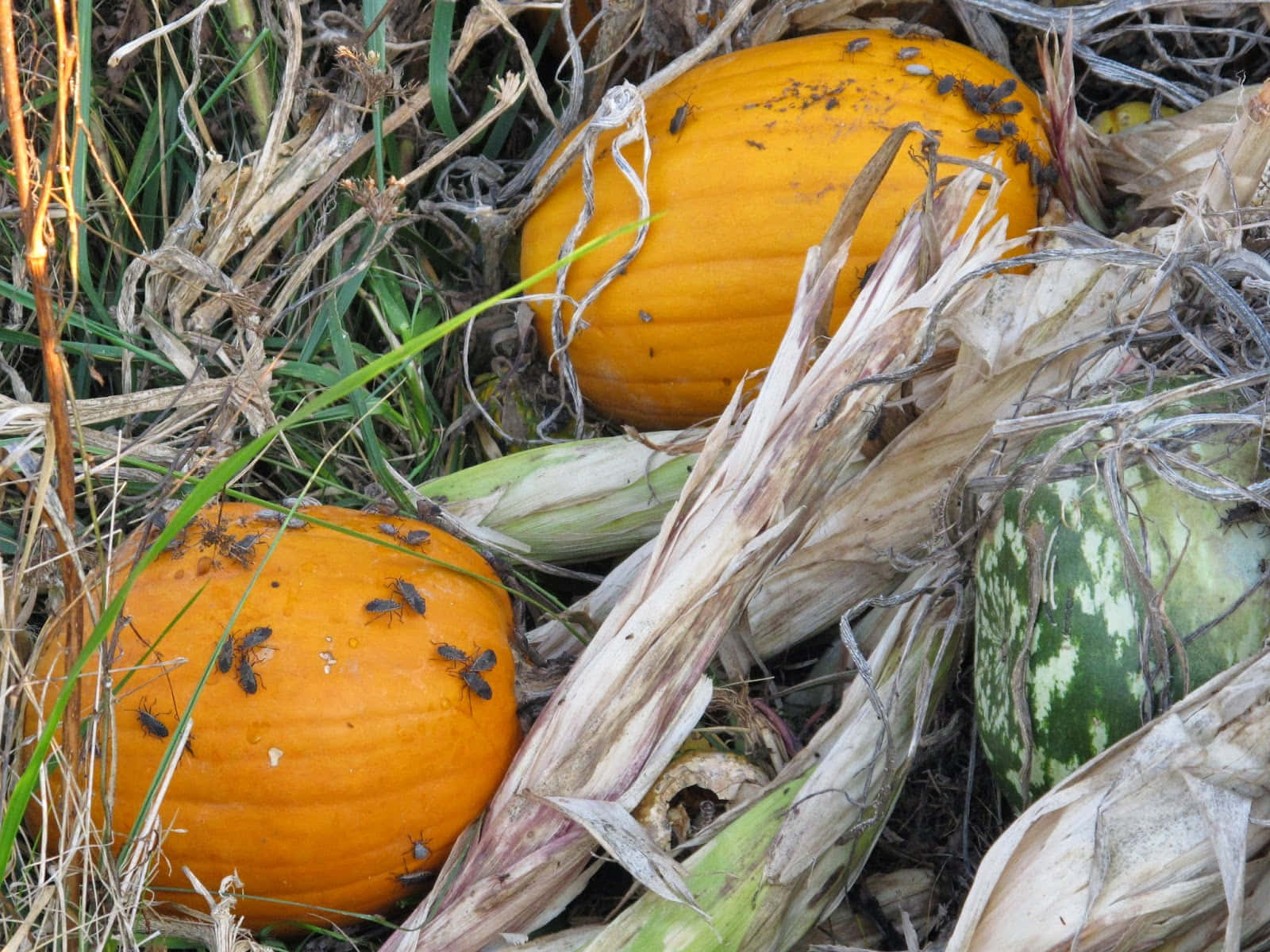 Squash Bugson Pumpkinsin Field Wallpaper