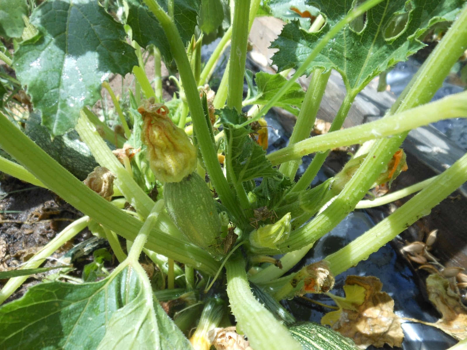 Squash Plant Damageby Pests Wallpaper