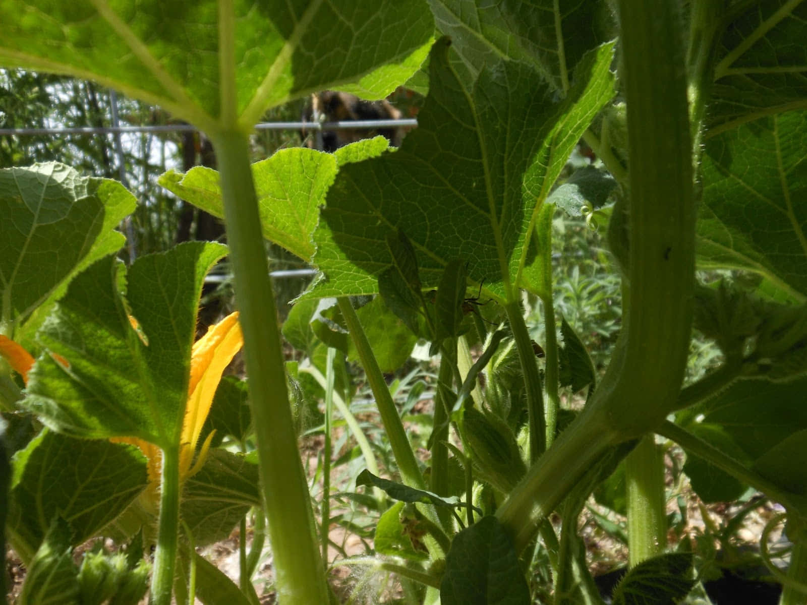 Squash Plant Undergrowth View Wallpaper