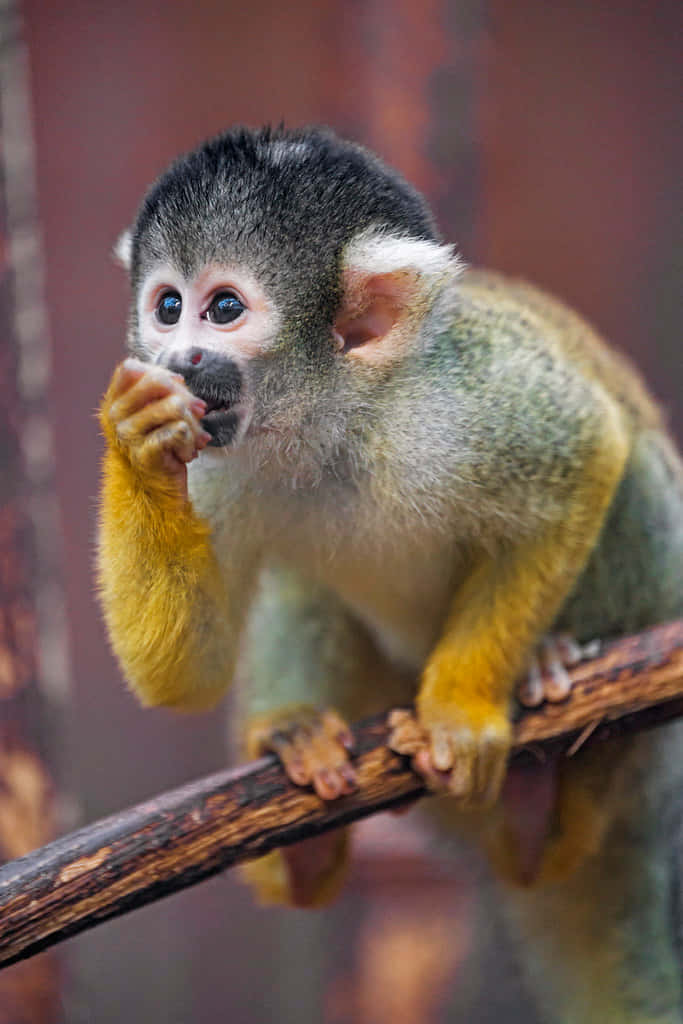 Squirrel_ Monkey_ Eating_ Treat.jpg Wallpaper