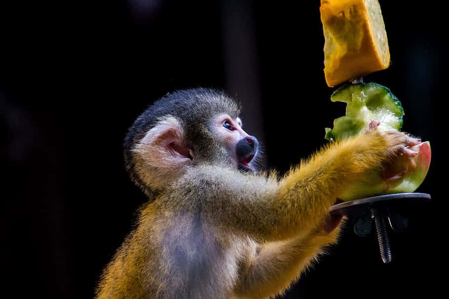 Squirrel Monkey Enjoying Fruit Wallpaper