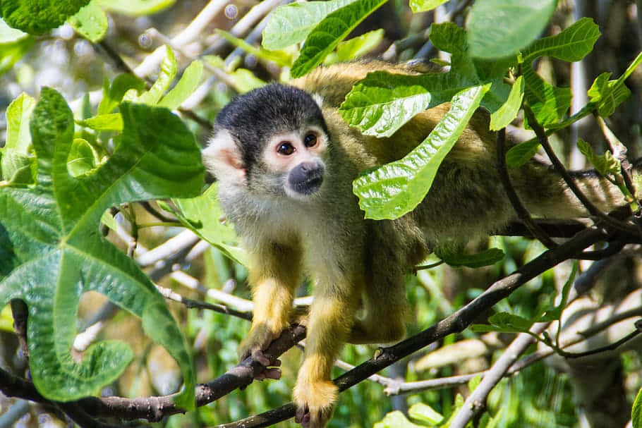 Squirrel Monkeyin Green Foliage.jpg Wallpaper