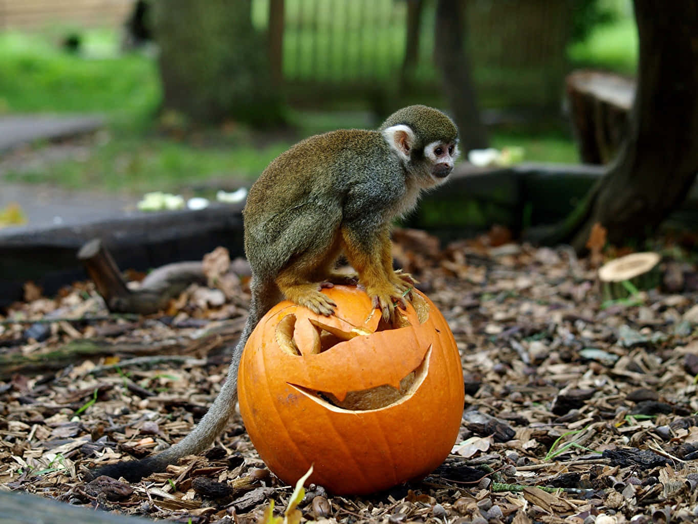 Squirrel Monkeyon Pumpkin Wallpaper