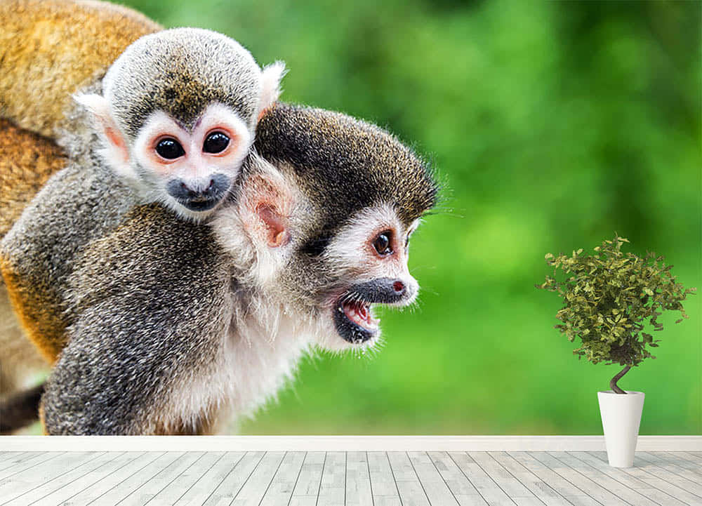 Squirrel Monkeys Bonding Wallpaper